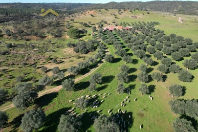 Terreno Agricola ou Rústico para Venda em Escalos de Baixo e Mata