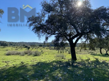 Terreno Agricola ou Rústico para Venda em Escalos de Baixo e Mata