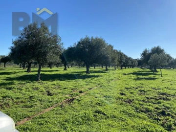 Terreno Agricola ou Rústico para Venda em Escalos de Baixo e Mata