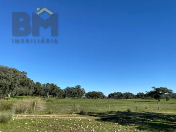 Terreno Agricola ou Rústico para Venda em Escalos de Baixo e Mata