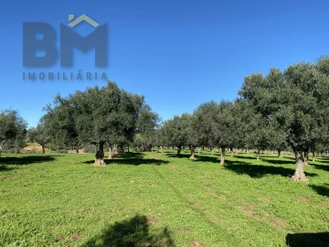 Terreno Agricola ou Rústico para Venda em Escalos de Baixo e Mata