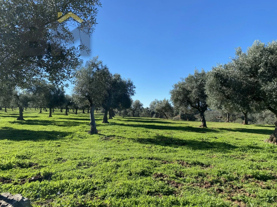 Terreno Agricola ou Rústico para Venda em Escalos de Baixo e Mata Foto 34