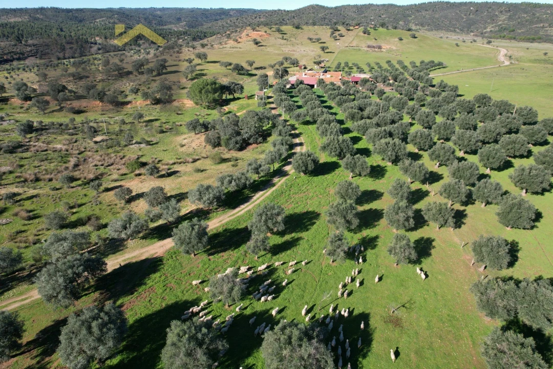 Terreno Agricola ou Rústico para Venda em Escalos de Baixo e Mata Foto 4