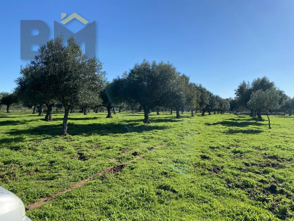 Terreno Agricola ou Rústico para Venda em Escalos de Baixo e Mata Foto 36