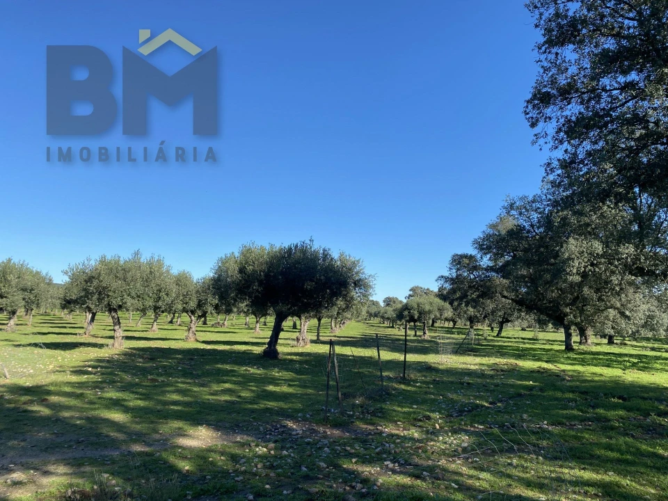Terreno Agricola ou Rústico para Venda em Escalos de Baixo e Mata Foto 38