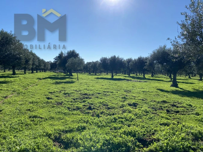 Terreno Agricola ou Rústico para Venda em Escalos de Baixo e Mata Foto 35