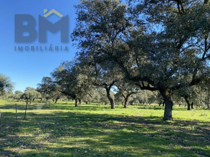 Terreno Agricola ou Rústico para Venda em Escalos de Baixo e Mata Foto 39