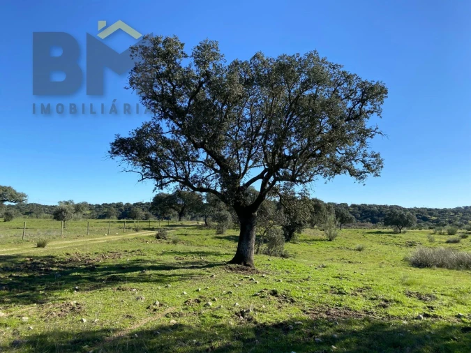 Terreno Agricola ou Rústico para Venda em Escalos de Baixo e Mata Foto 45