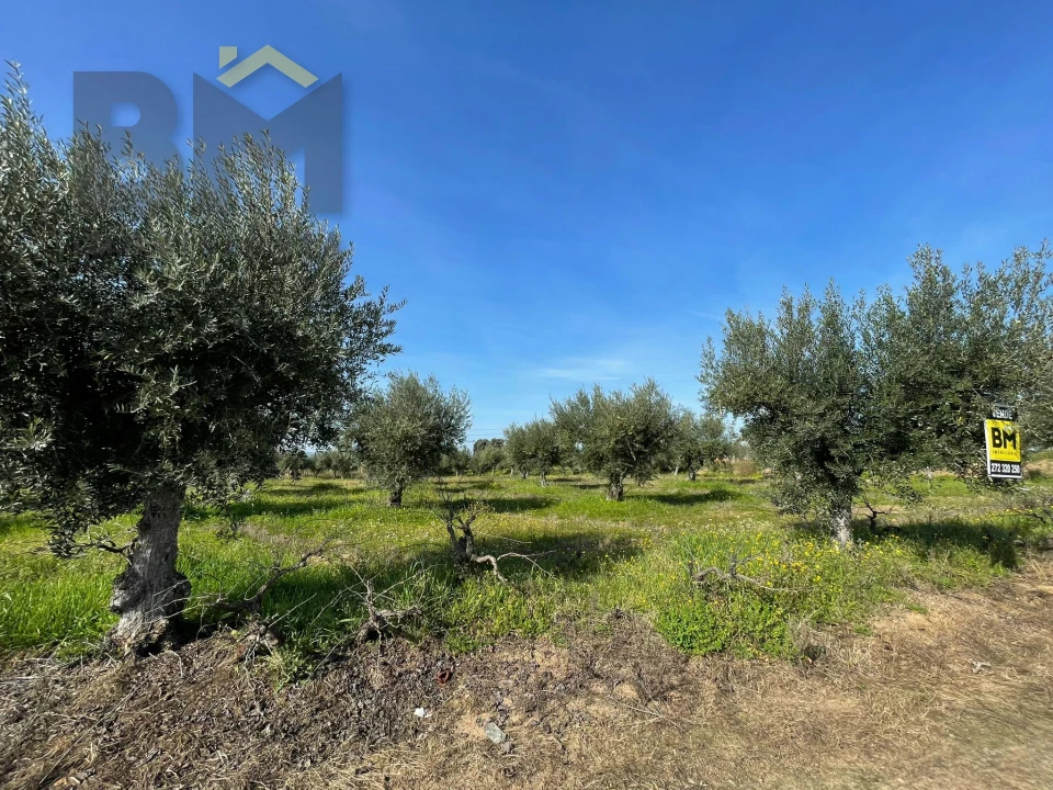 Terreno Agricola ou Rústico para Venda em Ladoeiro Foto 13