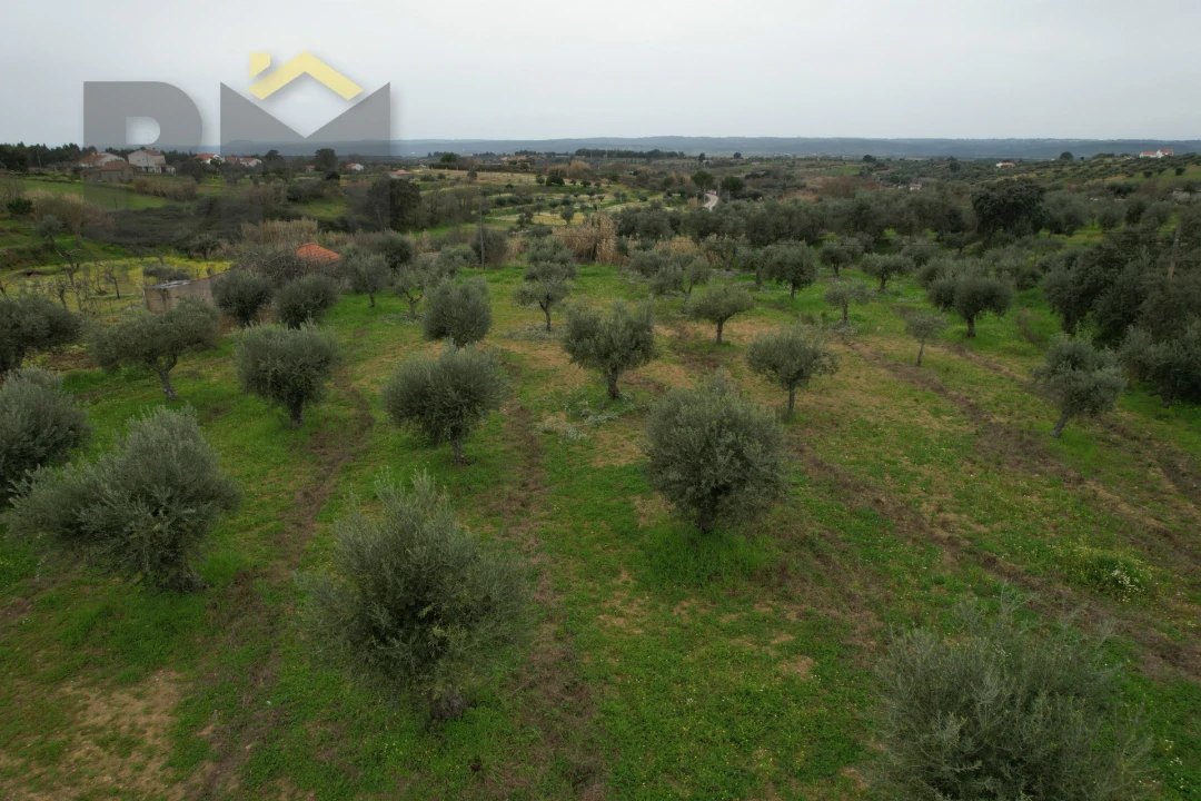 Terreno Agricola ou Rústico para Venda em Ladoeiro Foto 7