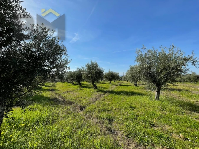 Terreno Agricola ou Rústico para Venda em Ladoeiro Foto 11