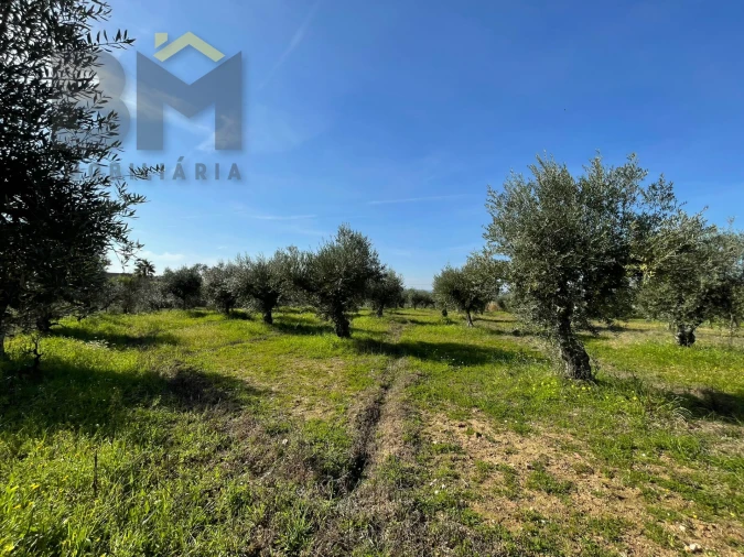 Terreno Agricola ou Rústico para Venda em Ladoeiro Foto 10