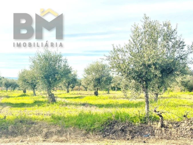 Terreno Agricola ou Rústico para Venda em Ladoeiro Foto 18