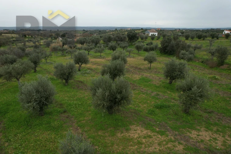 Terreno Agricola ou Rústico para Venda em Ladoeiro Foto 6