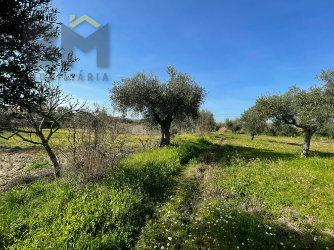 Terreno Agricola ou Rústico para Venda em Ladoeiro Foto 9