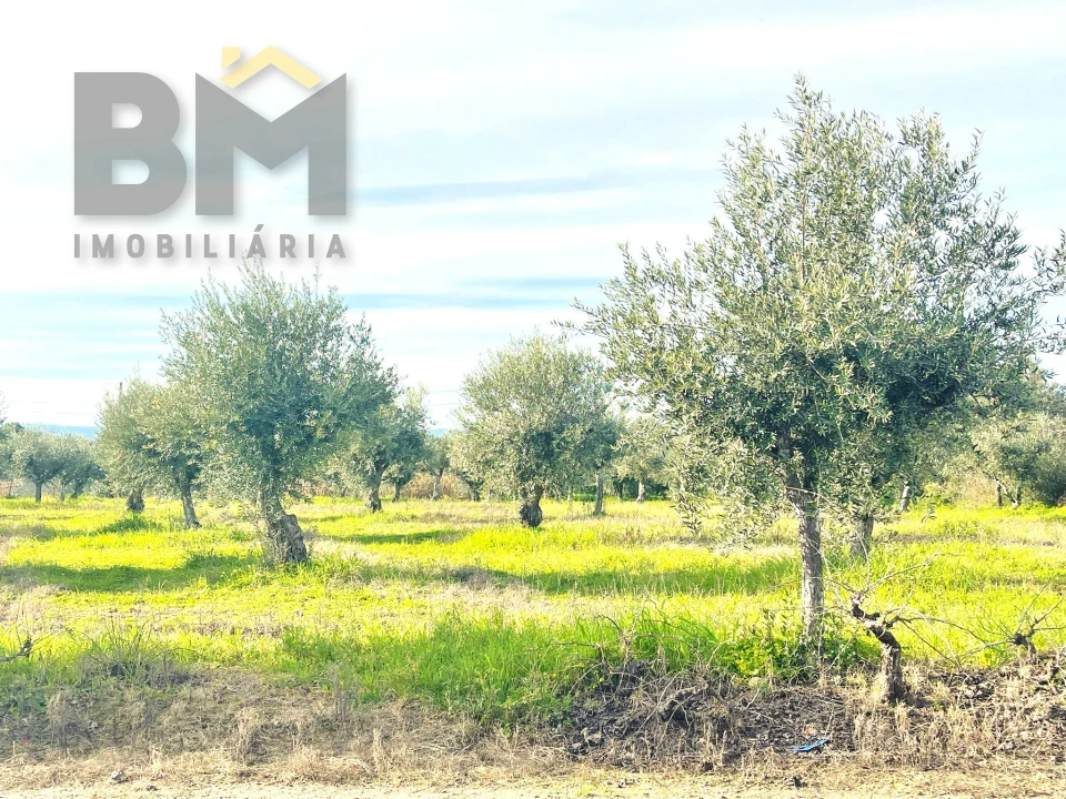 Terreno Agricola ou Rústico para Venda em Ladoeiro Foto 18