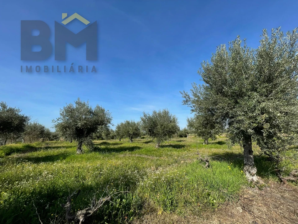 Terreno Agricola ou Rústico para Venda em Ladoeiro Foto 8