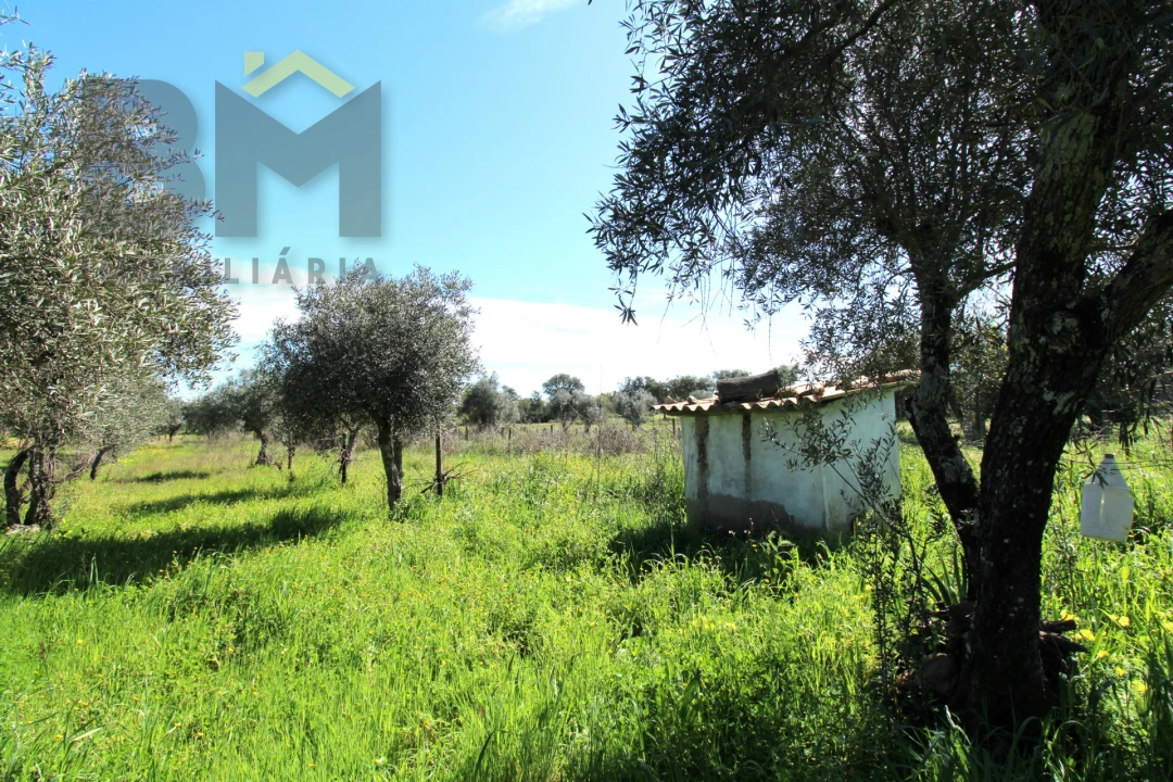 Quinta T0 para Venda em Proença-A-Velha Foto 17