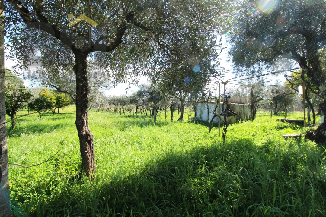 Quinta T0 para Venda em Proença-A-Velha Foto 18