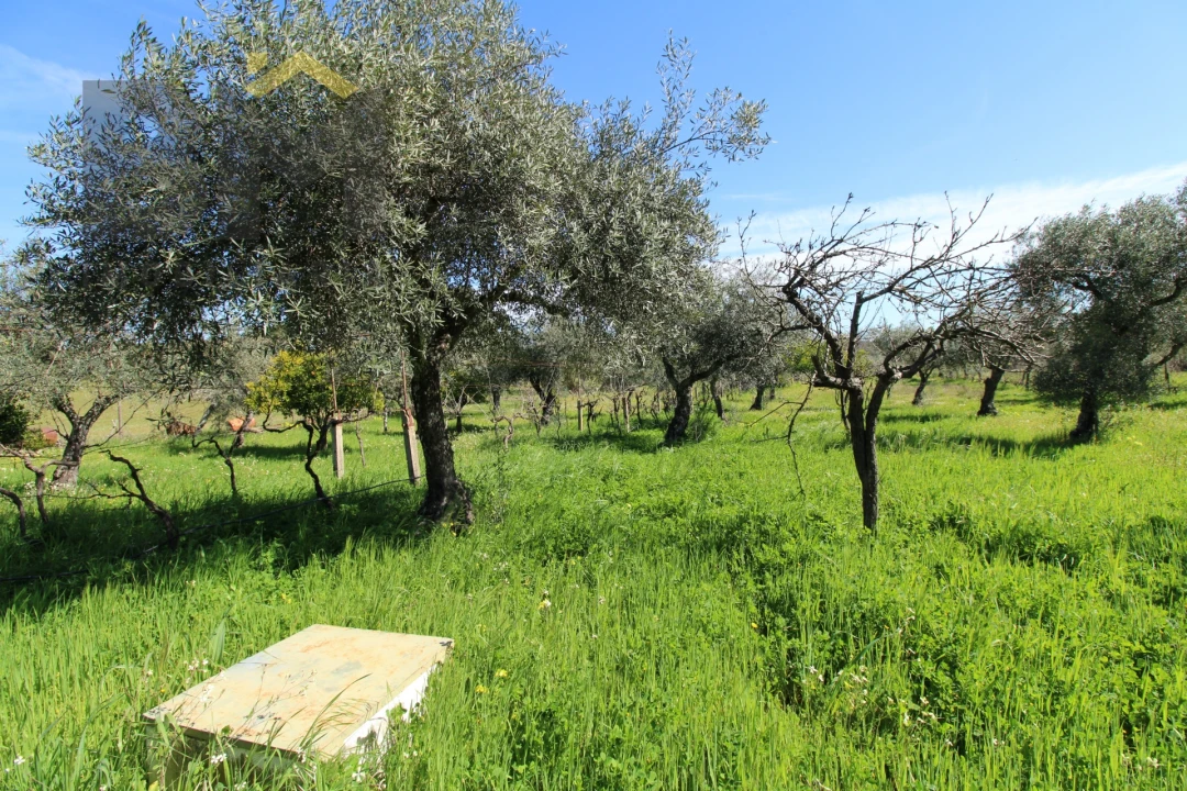 Quinta T0 para Venda em Proença-A-Velha Foto 30