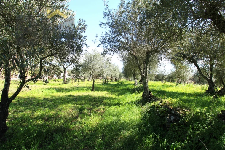 Quinta T0 para Venda em Proença-A-Velha Foto 25