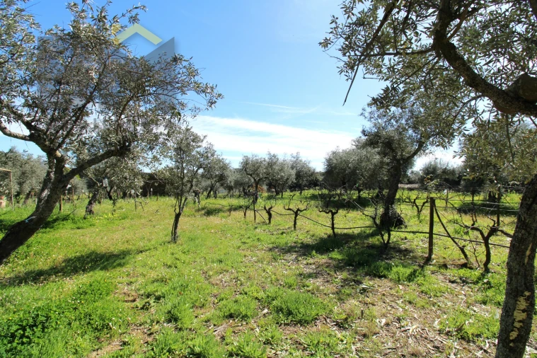 Quinta T0 para Venda em Proença-A-Velha Foto 26