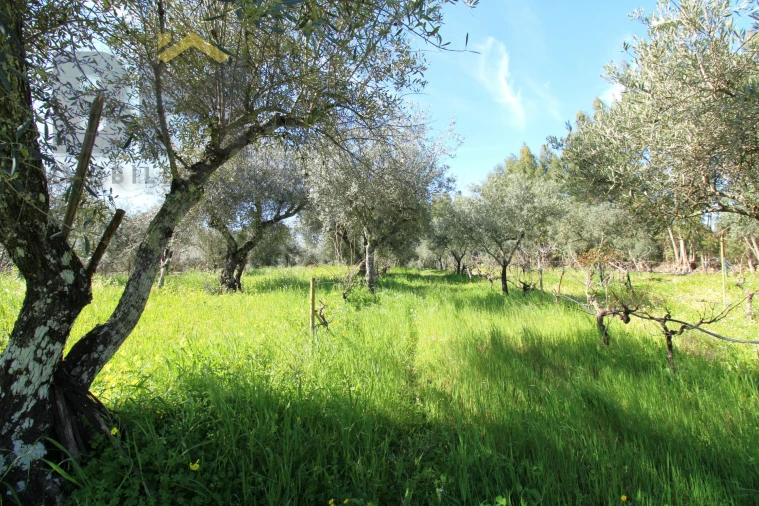 Quinta T0 para Venda em Proença-A-Velha Foto 29