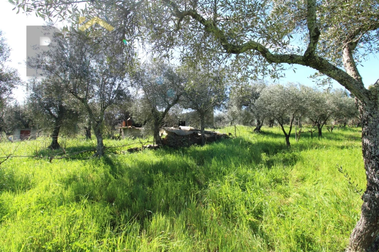 Quinta T0 para Venda em Proença-A-Velha Foto 28