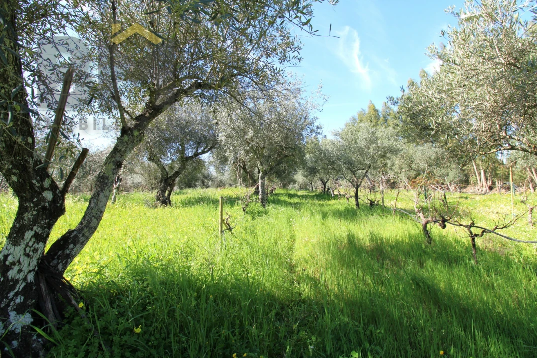 Quinta T0 para Venda em Proença-A-Velha Foto 29