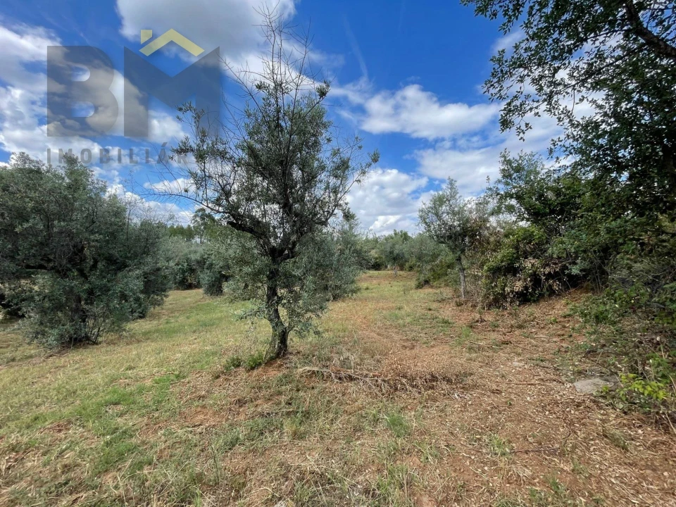 Quinta T0 para Venda em Freixial e Juncal do Campo Foto 14