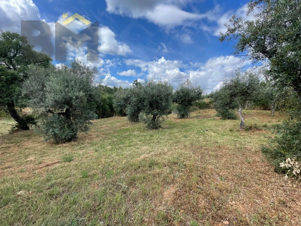 Quinta T0 para Venda em Freixial e Juncal do Campo Foto 16