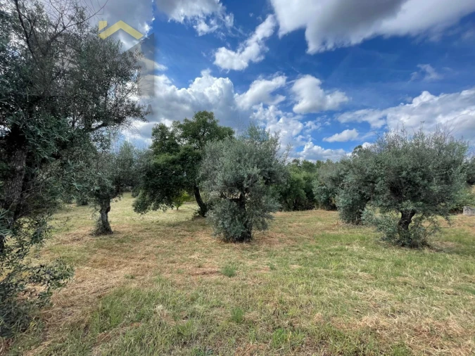 Quinta T0 para Venda em Freixial e Juncal do Campo Foto 17