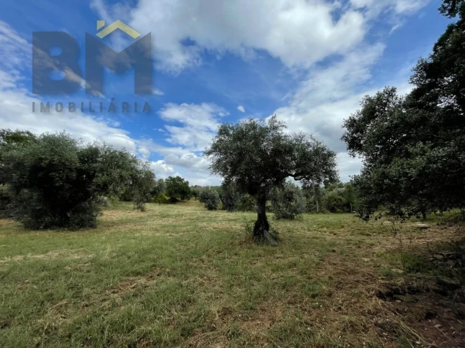 Quinta T0 para Venda em Freixial e Juncal do Campo Foto 33