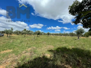 Terreno Agricola ou Rústico para Venda em Ninho do Açor e Sobral do Campo