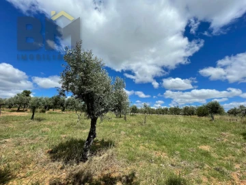 Terreno Agricola ou Rústico para Venda em Ninho do Açor e Sobral do Campo