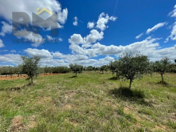 Terreno Agricola ou Rústico para Venda em Ninho do Açor e Sobral do Campo
