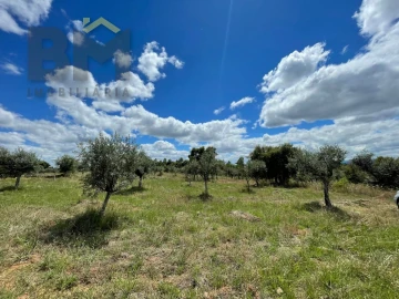 Terreno Agricola ou Rústico para Venda em Ninho do Açor e Sobral do Campo
