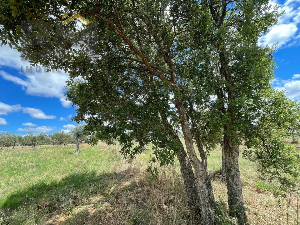 Terreno Agricola ou Rústico para Venda em Ninho do Açor e Sobral do Campo Foto 2
