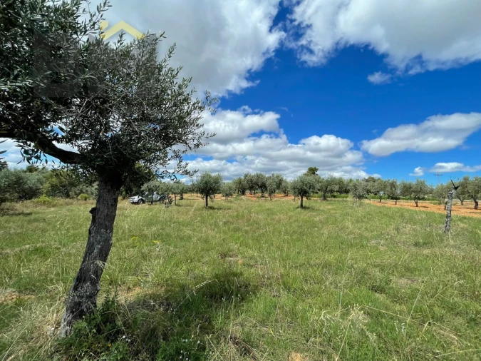 Terreno Agricola ou Rústico para Venda em Ninho do Açor e Sobral do Campo Foto 4