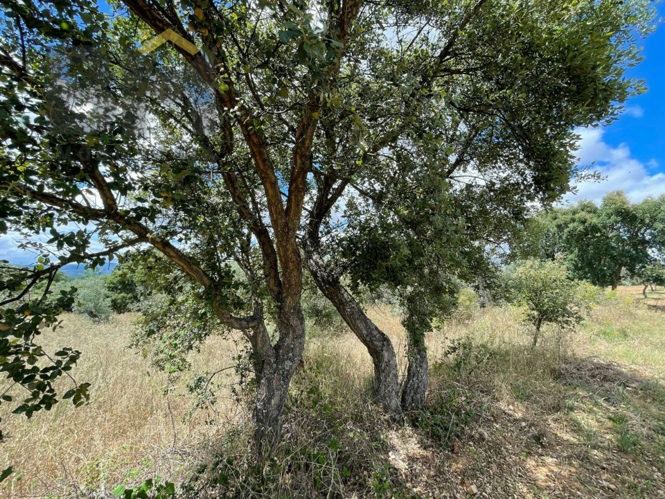 Terreno Agricola ou Rústico para Venda em Ninho do Açor e Sobral do Campo Foto 10