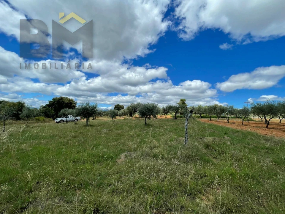 Terreno Agricola ou Rústico para Venda em Ninho do Açor e Sobral do Campo Foto 5
