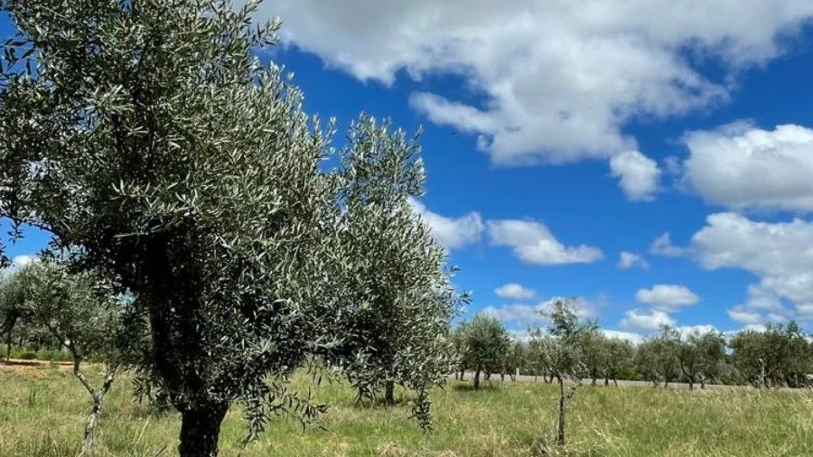 Terreno Agricola ou Rústico para Venda em Ninho do Açor e Sobral do Campo