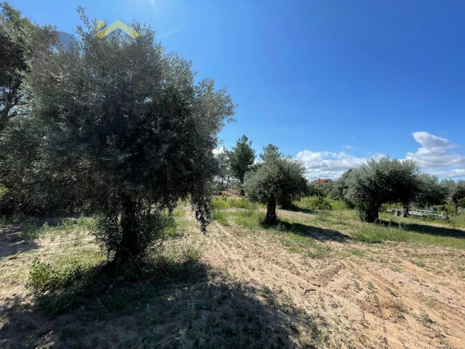 Quinta T0 para Venda em Freixial e Juncal do Campo Foto 18