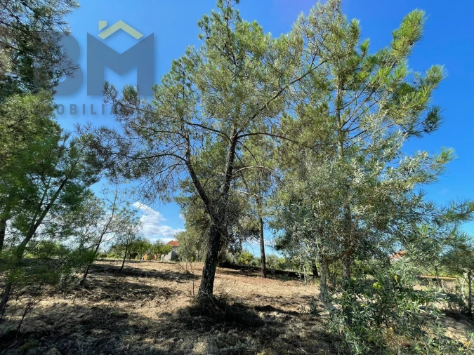 Quinta T0 para Venda em Freixial e Juncal do Campo Foto 14