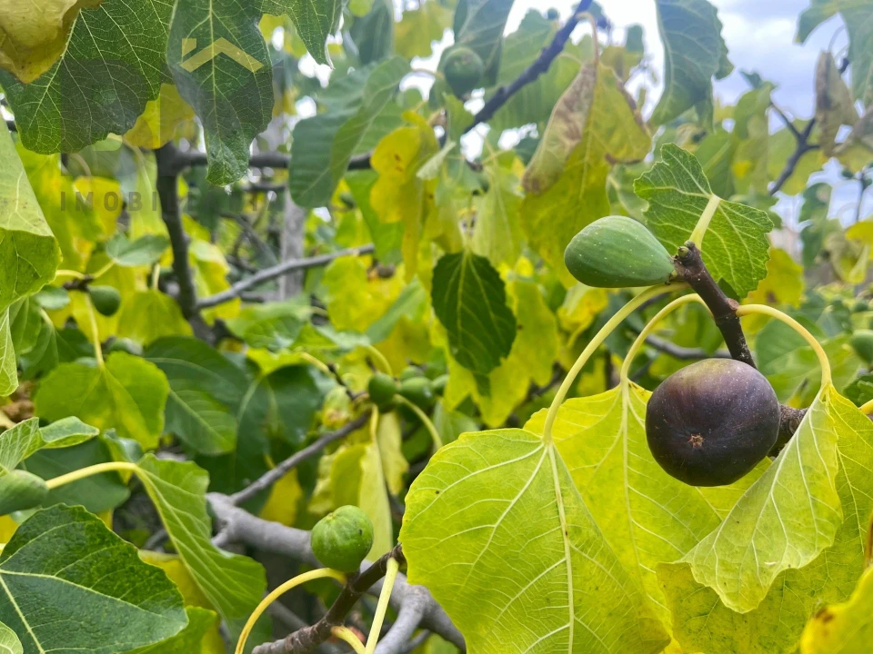 Terreno para Venda em Castelo Branco Foto 14
