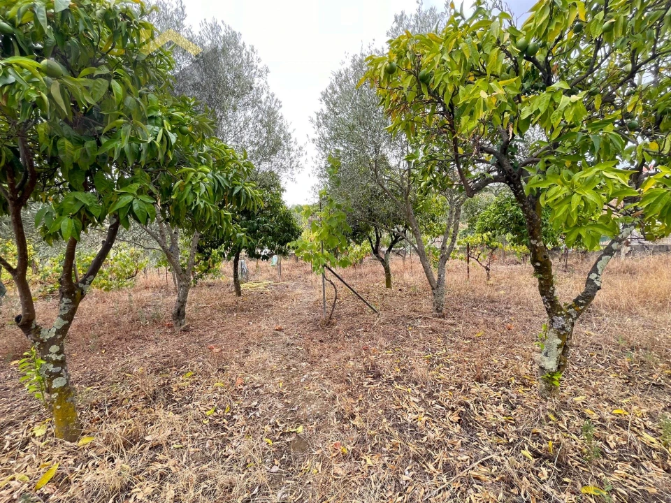 Terreno para Venda em Castelo Branco Foto 11