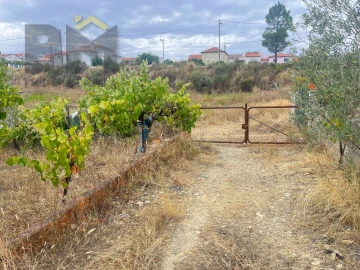 Terreno para Venda em Castelo Branco