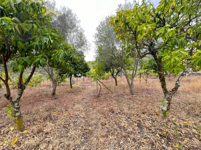 Terreno para Venda em Castelo Branco Foto 11