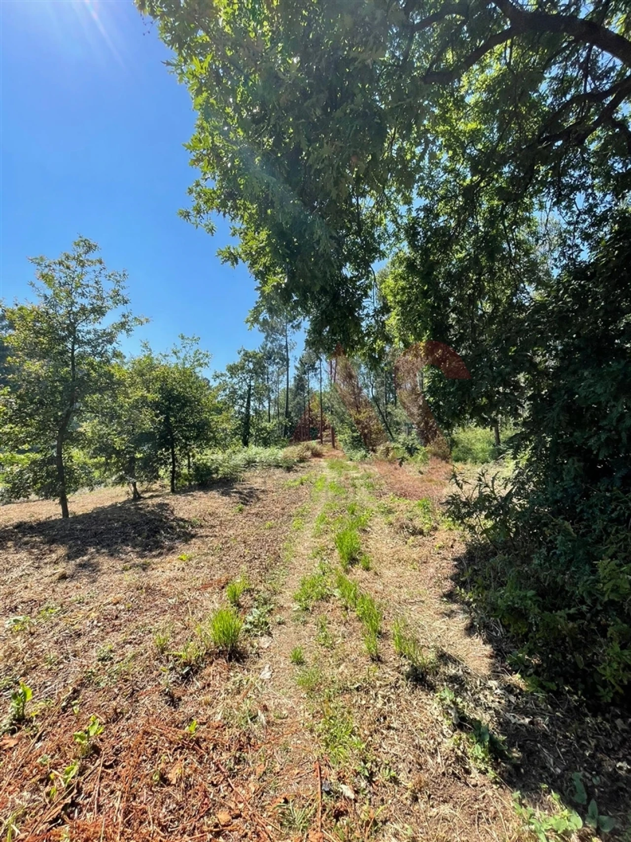 Terreno para Venda em Macieira da Lixa e Caramos Foto 8