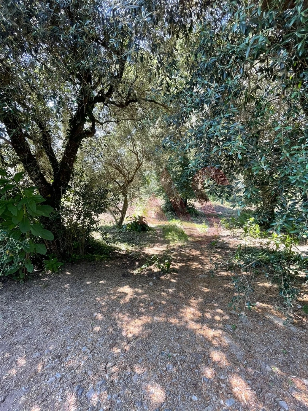 Terreno para Venda em Macieira da Lixa e Caramos Foto 9